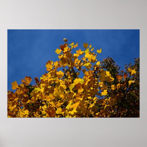 Yellow leaves against blue sky canvas print