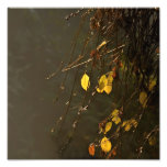 Yellow Leaves On A Misty Autumn Day Photograph