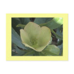 Yellow Lenten Rose Postcard