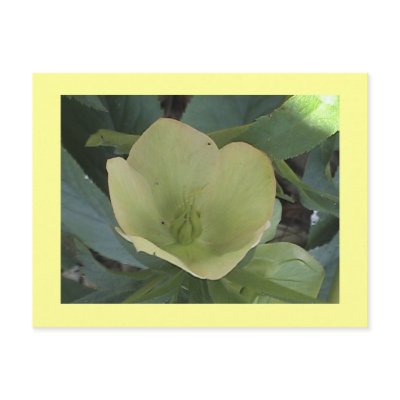 Yellow Lenten Rose Postcard by sunsett76