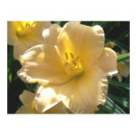 Yellow Lilies postcards