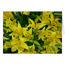 YELLOW LILLIES CARDS