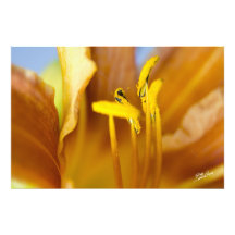 Yellow Lilly Photo Print