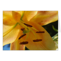 Yellow Lily cards