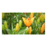 Yellow Lily