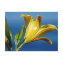 Yellow Lily Postcard