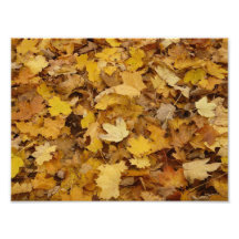 Yellow Maples Leaves Pattern Photo Print