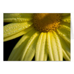 Yellow Marguerite Card