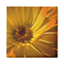 Yellow Marigold | Gelbe Ringelblume Magnet