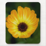 Yellow Marigold | Gelbe Ringelblume mousepads