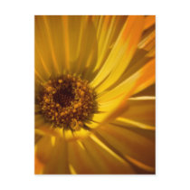 Yellow Marigold | Gelbe Ringelblume