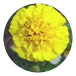 Yellow Marigold Sticker