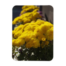 Yellow marigolds bask in sunlight vinyl magnet