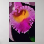 Yellow Mauve Orchid flowers Poster