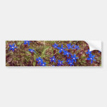 Yellow Meadow Gentian flowers Bumper Stickers