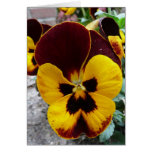 Yellow mixed pansy card