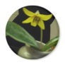 Yellow Mother in Law's Tongue Flower Fridge Magnet
