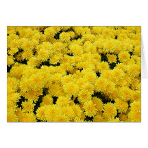 Yellow Mums Greeting Card