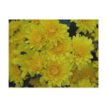 Yellow Mums Postcard