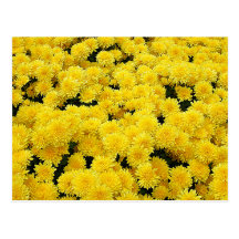 Yellow Mums Postcard