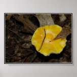Yellow Mushroom Picture posters
