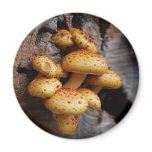 Yellow Mushrooms Fridge Magnet