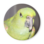 Yellow-Naped Amazon Parrot Magnet