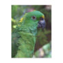 Yellow Naped Amazon Photography Post Card