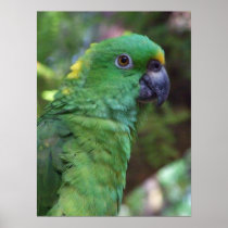 Yellow Naped Amazon Photography
