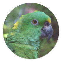 Yellow Naped Amazon Photography Round Stickers