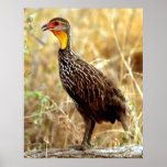 Yellow Necked Spur Poster