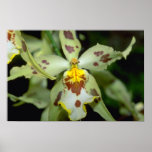 Yellow Odontoglossum flowers Print
