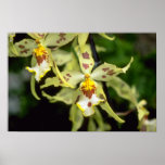 yellow Odontoglossum flowers posters