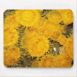Yellow-orange clip coral, Puget Sound, Washington Mouse Pad