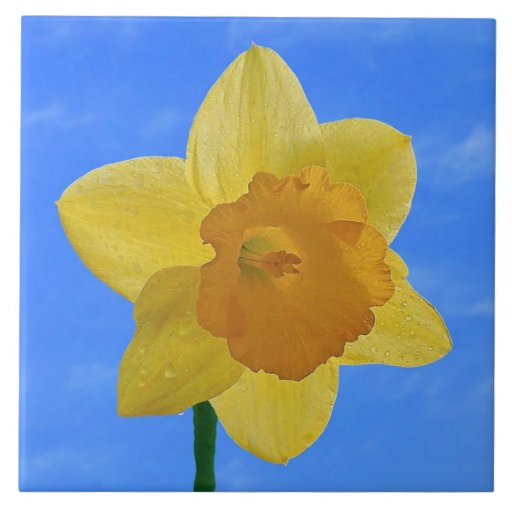 Yellow Orange Daffodil Decorative Ceramic Tile
