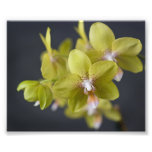 Yellow Orchid
