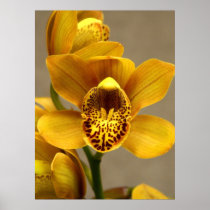 Yellow orchid canvas print