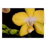 Yellow Orchid Card