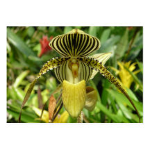 Yellow Orchid Flower mini pocket calandar 2011 Business Cards