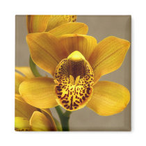 Yellow Orchid magnet