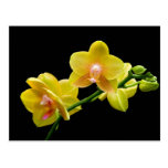 Yellow orchid post card