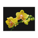 Yellow orchid post card