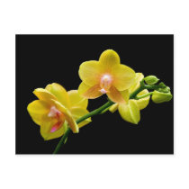 Yellow orchid post card
