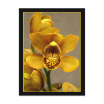 Yellow Orchid postcard