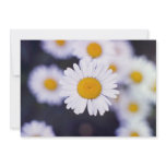 Yellow Ox-Eye Daisy (Leucanthemum Vulgare) flowers invitations