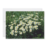 Yellow Ox-Eye-Daisy (Leucanthemum Vulgare) flowers invitations
