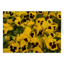 Yellow Pansies Card