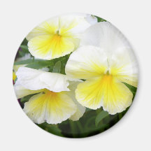 Yellow Pansies Magnet