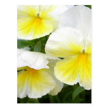 Yellow Pansies Postcard