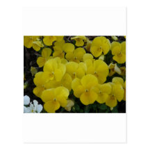 yellow pansies postcard